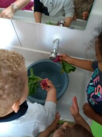 Potager : Premiere ceuillette