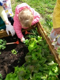 Potager : Premiere ceuillette