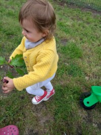 Potager : Premiere ceuillette