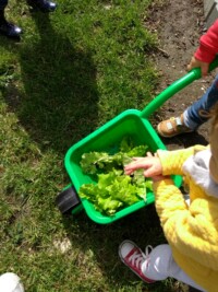 Potager : Premiere ceuillette