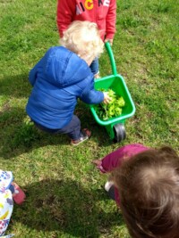 Potager : Premiere ceuillette