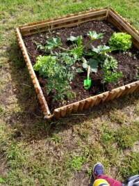 Potager : Premiere ceuillette