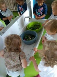 Potager : Premiere ceuillette