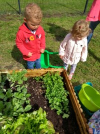Potager : Premiere ceuillette
