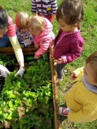 Potager : Premiere ceuillette