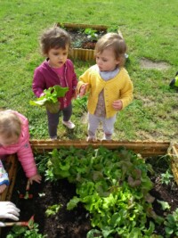 Potager : Premiere ceuillette
