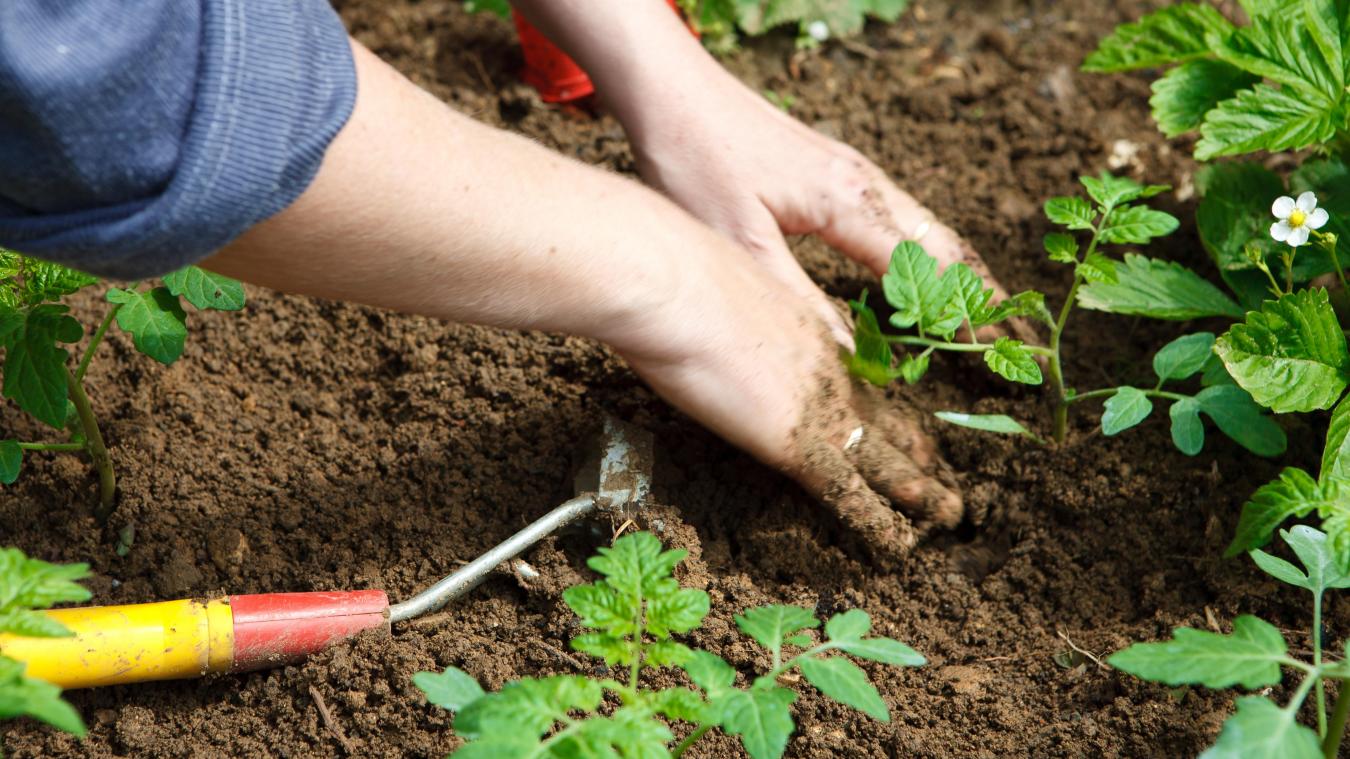 jardinage-ajr-potager-collaboratif