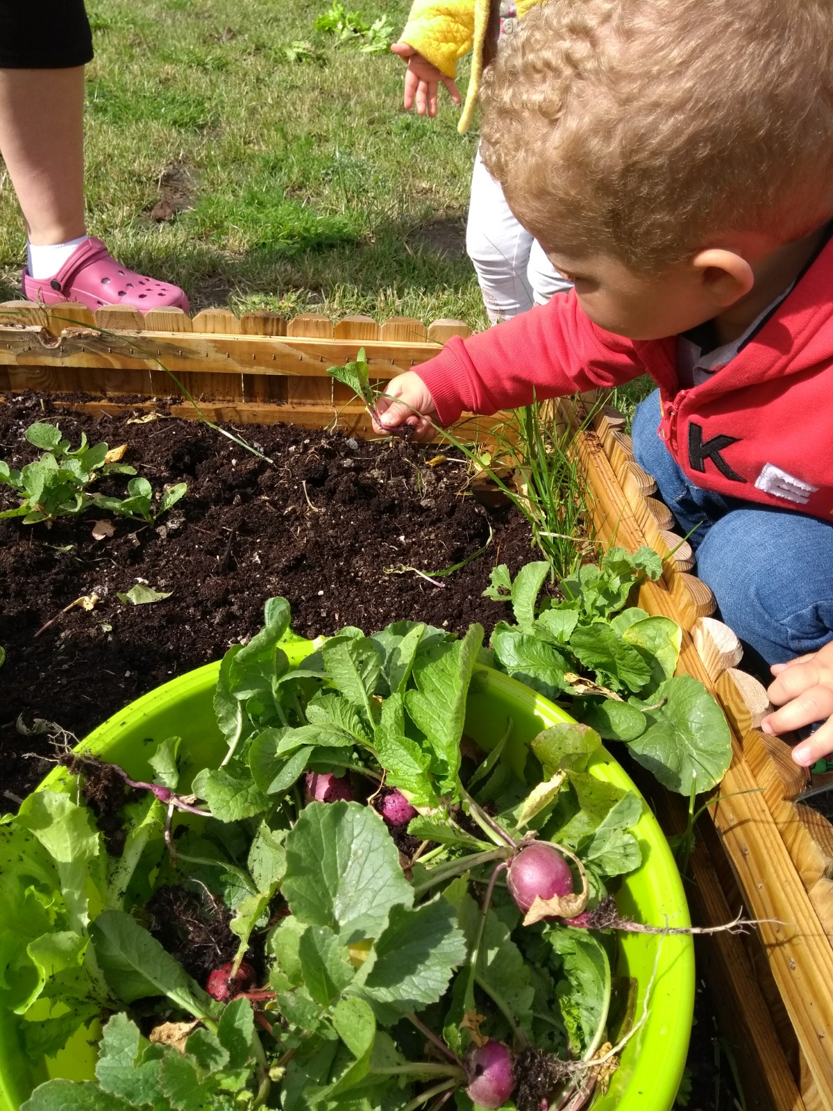 Potager : Premiere ceuillette