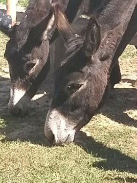 Abbaye Guillemins Crèche