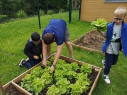 Potager AJR