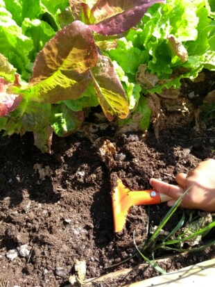 potager micro creche cabane seraphin