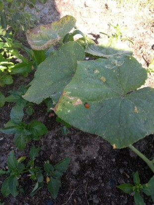 potager micro creche cabane seraphin