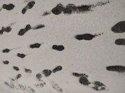 photo des enfants dans la neige