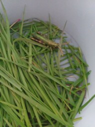 manipulation nature micro creche niergnies