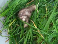 manipulation nature micro creche niergnies