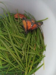 manipulation nature micro creche niergnies