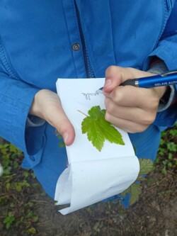 Marche découverte des fleurs et plantes comestibles