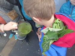 Marche découverte des fleurs et plantes comestibles